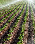 معاون بهبود تولیدات گیاهی کهگیلویه و بویراحمد: شهرستان‌های سردسیری برای ترویج استفاده از بذور اصلاح‌شده در کشت پاییزه اهتمام داشته باشند