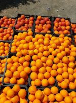برگزاری جشنواره پرتقال در باشت