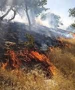 شناسایی ۸ نفر  از عاملان آتش سوزی در جنگل‌های استان