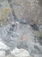مشاهده 3قلاده خرس قهوه ای در یکی از کوه های کهگیلویه وبویراحمد
